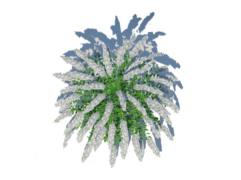 Spirea Modelo 3D