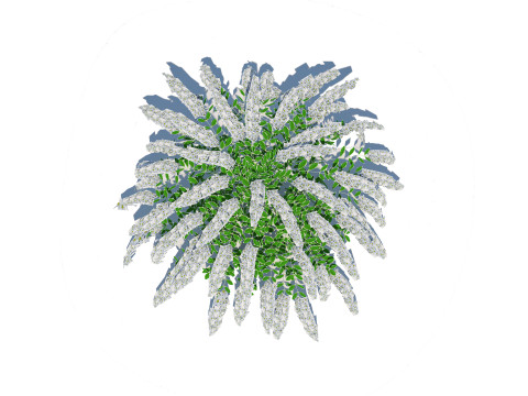 Spirea Modelo 3D