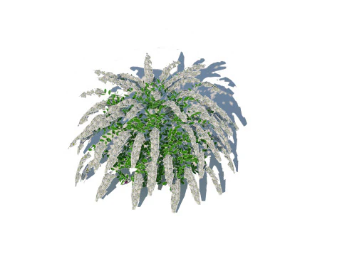 Spirea 3D Model