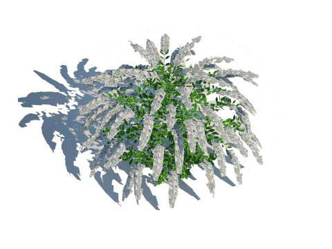 Spirea 3D Model