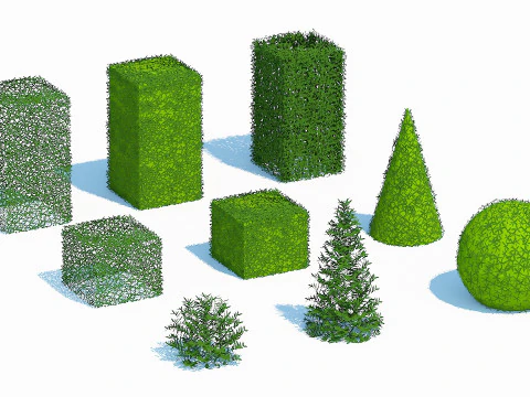 Taxus Media Wiele rozmiarów i kształtów Model 3D