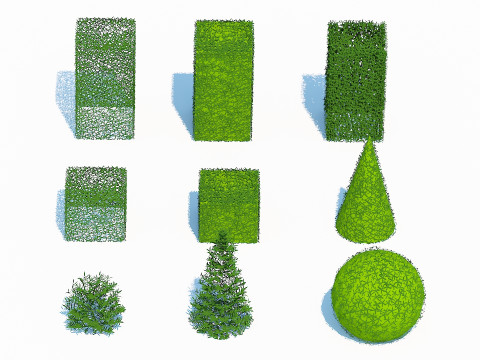 Taxus Media Multiple Size and Shape Model 3D