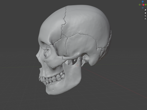 FULL HUMAN SKULL 25 PARTS Modèles 3D en vedette