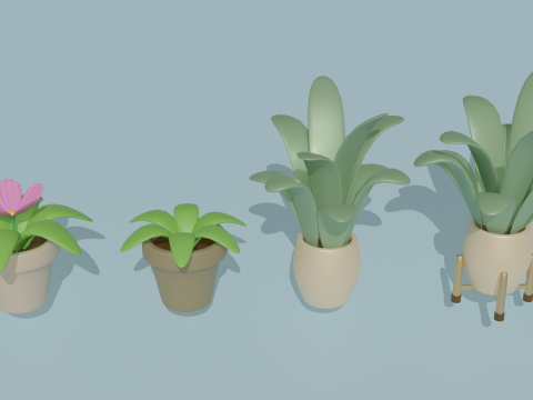 Potted plants-flowers 3D Model