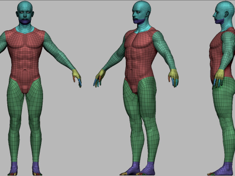 Realistic Athletic Man Body Base Mesh Modelo 3D