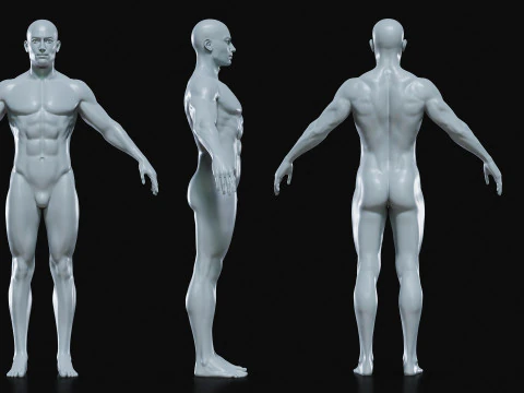 Realistic Athletic Human Body Base Mesh 3D Model