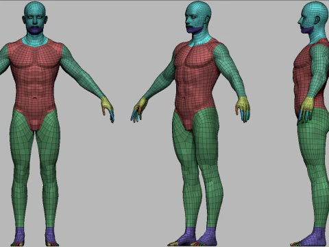 Realistic Athletic Human Body Base Mesh 3D Model