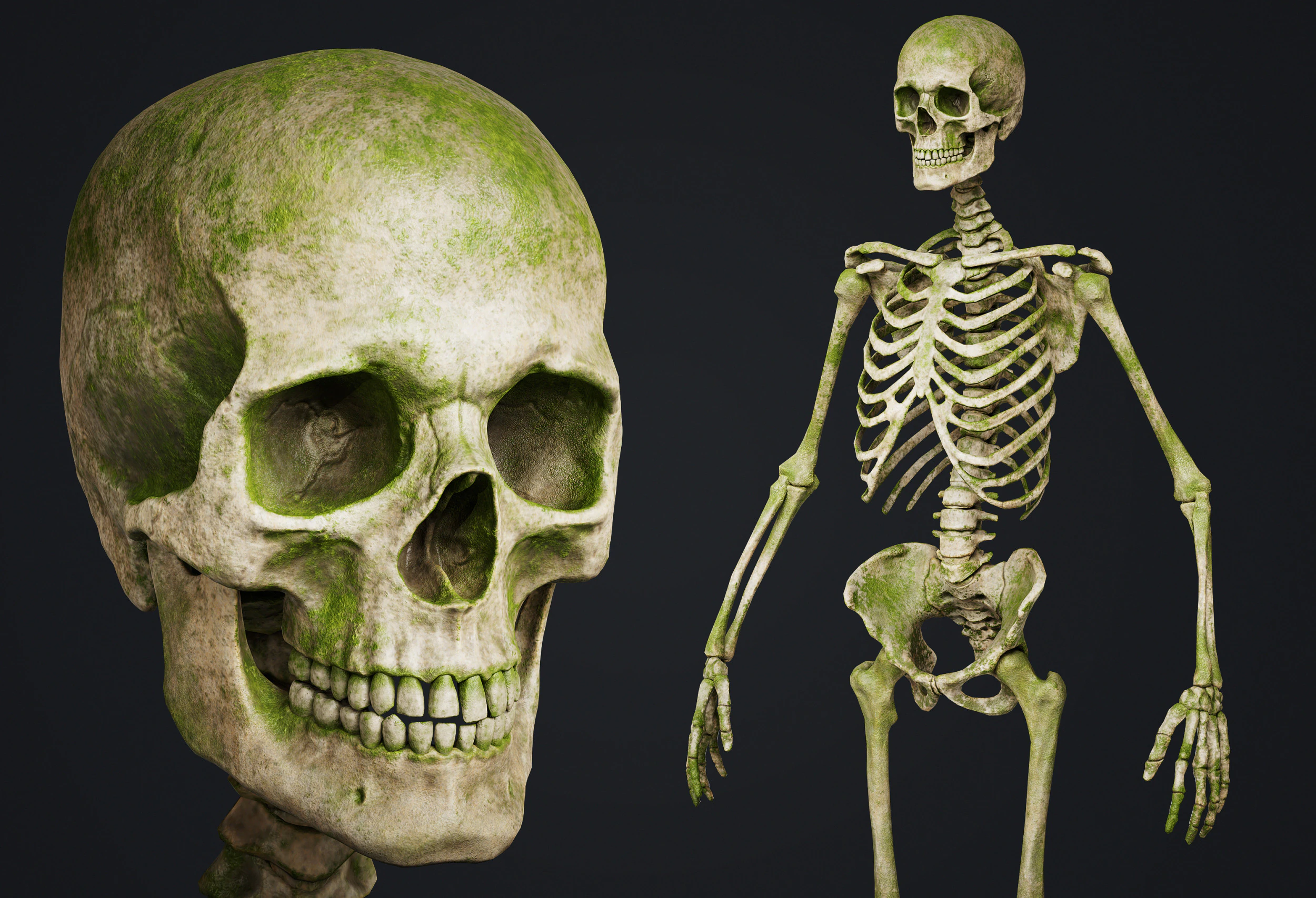 Skeleton 3D Model .c4d .max .obj .3ds .fbx .stl .blend 