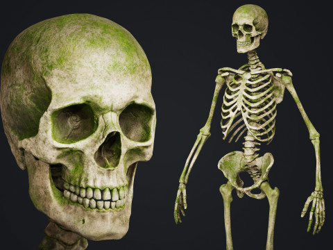 Skeleton 3D Model