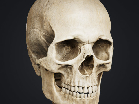 Skeleton Modelo 3D