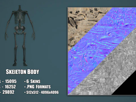 Skeleton 3D Model