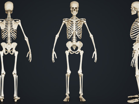 Skeleton Modelo 3D