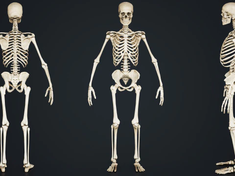 Skeleton 3D Model