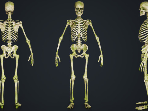 Skeleton Modelo 3D