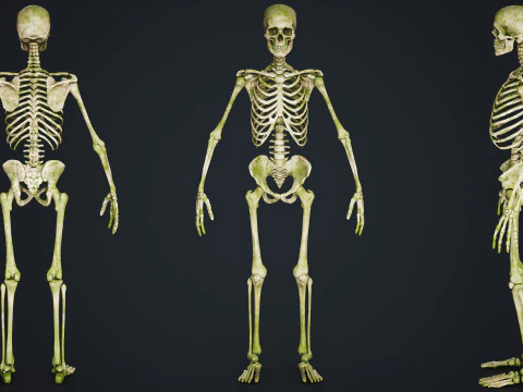 Skeleton 3D Model