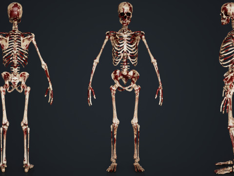 Skeleton Modelo 3D