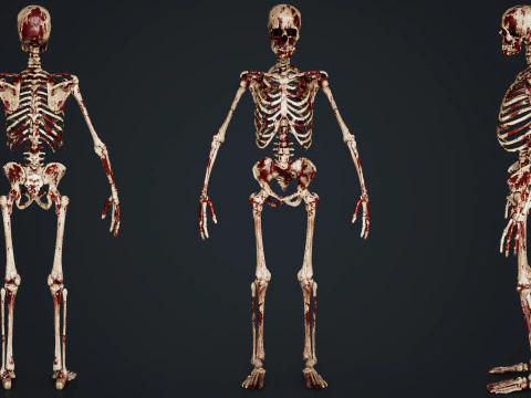 Skeleton 3D Model