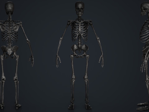 Skeleton Modelo 3D