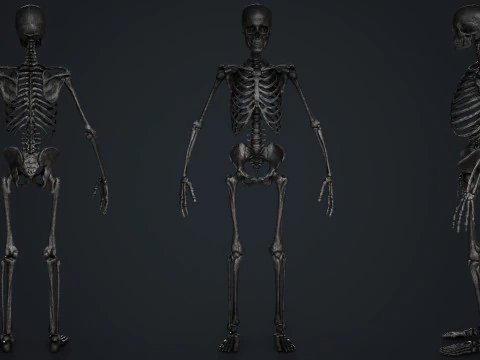 Skeleton 3D Model