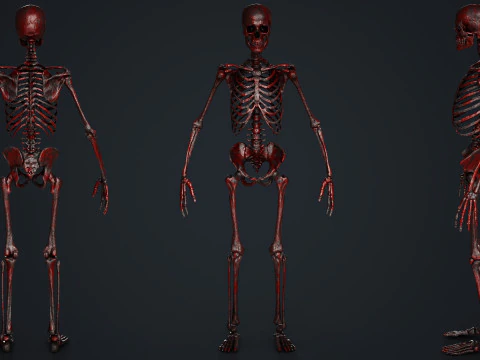 Skeleton 3D Model