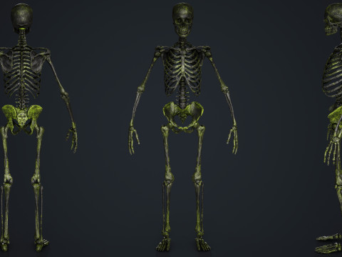 Skeleton Modelo 3D