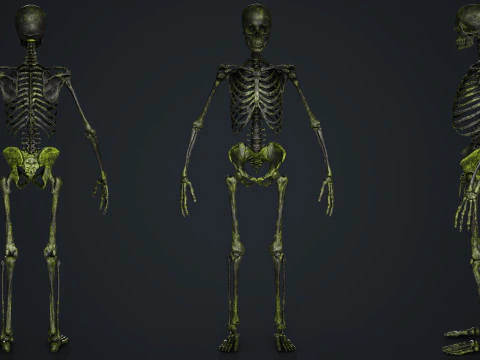 Skeleton 3D Model