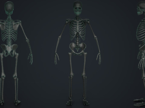 Skeleton Modelo 3D