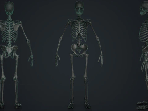 Skeleton 3D Model