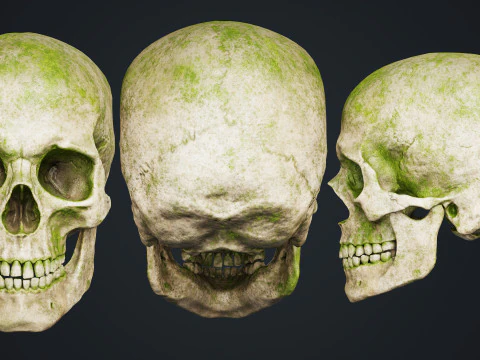 Skeleton 3D Model