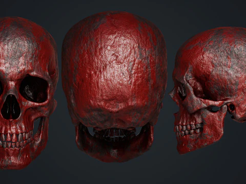 Skeleton 3D Model