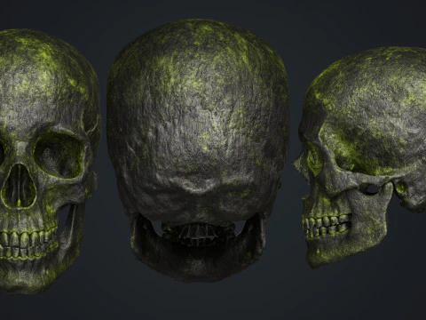 Skeleton 3D Model