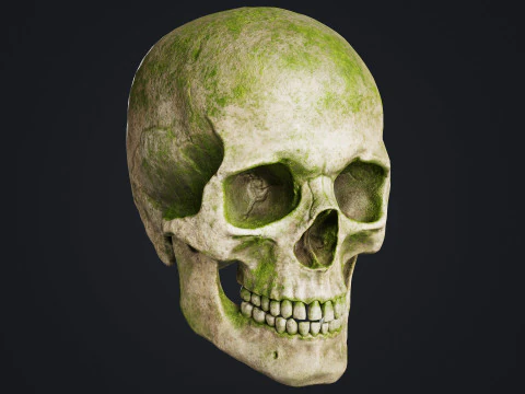 Cr&acirc;nio Modelo 3D