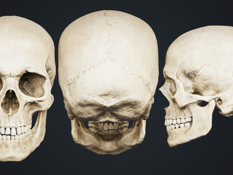 Skull Modelo 3D