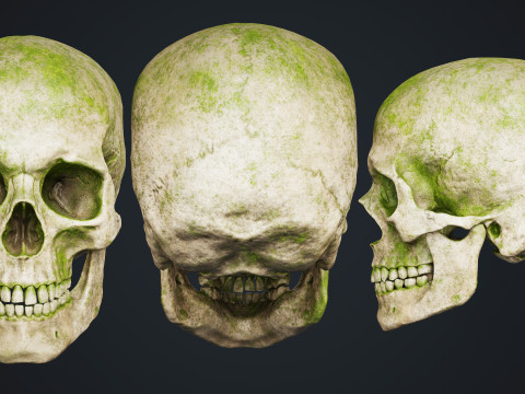 Skull Modelo 3D