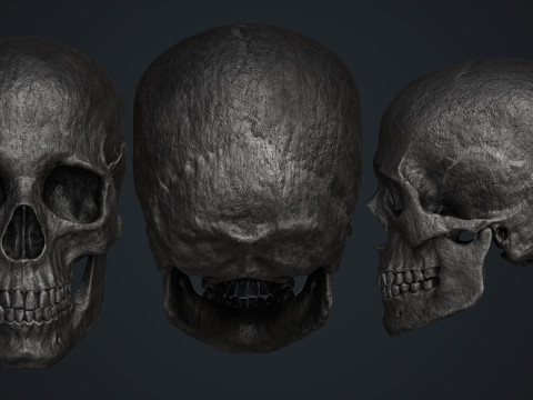 Skull Modelo 3D