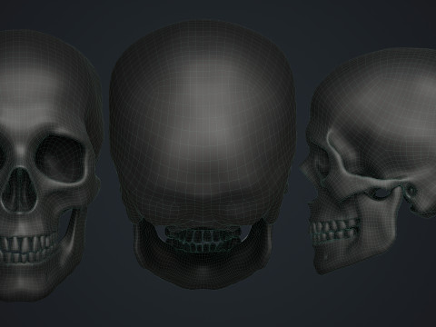 Skull Modelo 3D