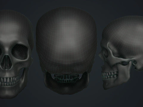 खोपड़ी 3D मॉडल