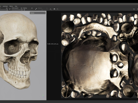 Skull Modelo 3D