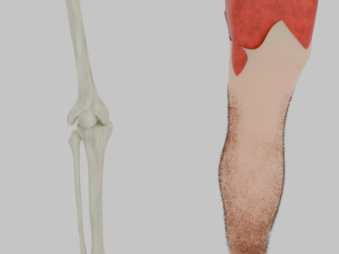 Bones of the legs and feet 3D 모델