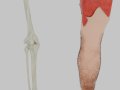 Bones of the legs and feet Modelo 3D