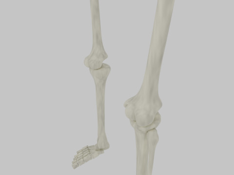 Bones of the legs and feet Modelo 3D