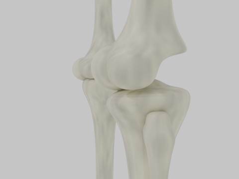 Bones of the legs and feet Modelo 3D