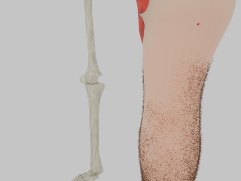 Bones of the legs and feet Modelo 3D