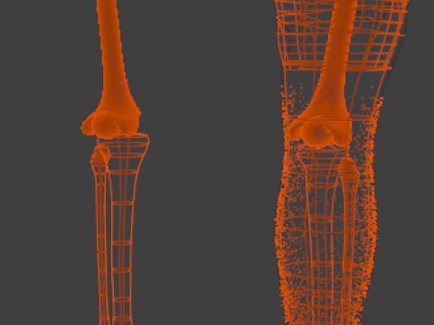 Bones of the legs and feet Modelo 3D