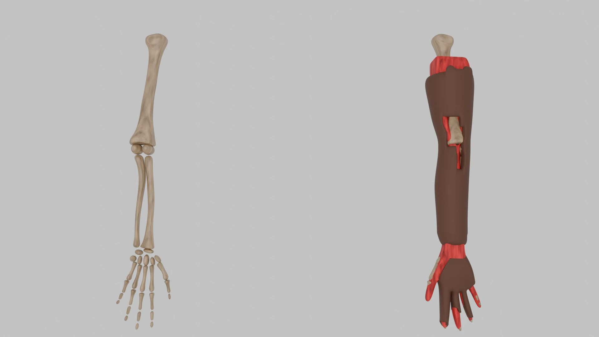 Bones of the arms and hands 3D Model .c4d .max .obj .3ds .fbx .stl .blend 