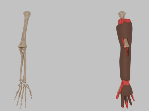 Bones of the arms and hands 3D 모델