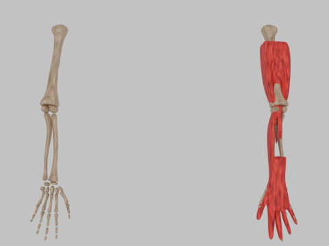 Bones of the arms and hands Model 3D