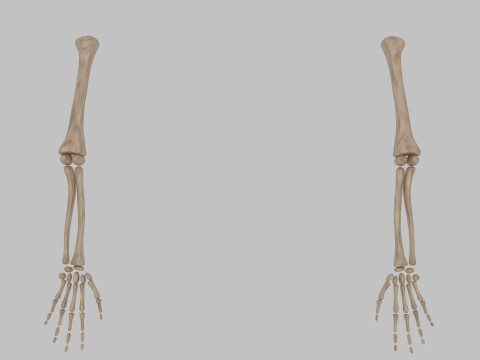 Bones of the arms and hands Model 3D