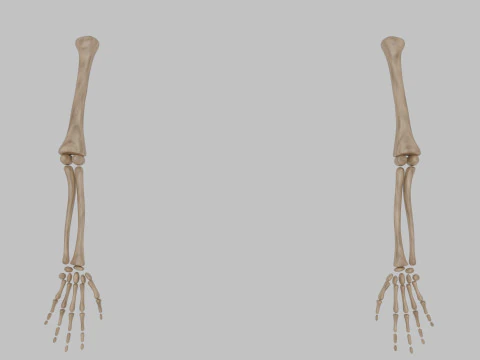 Bones of the arms and hands 3D Model