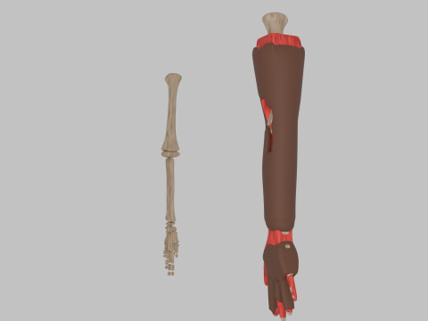 Bones of the arms and hands Model 3D